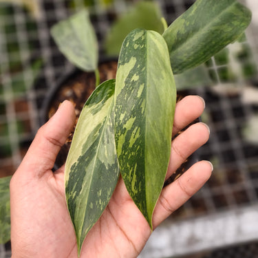 Philodendron Jose Buono