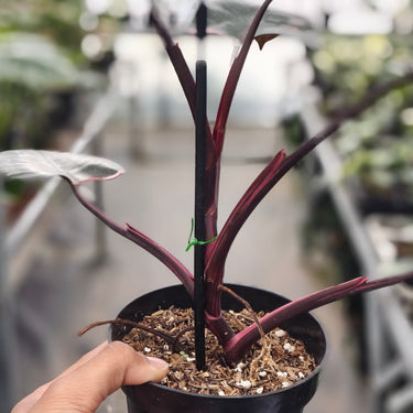 Philodendron pink princess black cherry