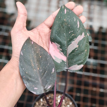 Philodendron pink princess black cherry