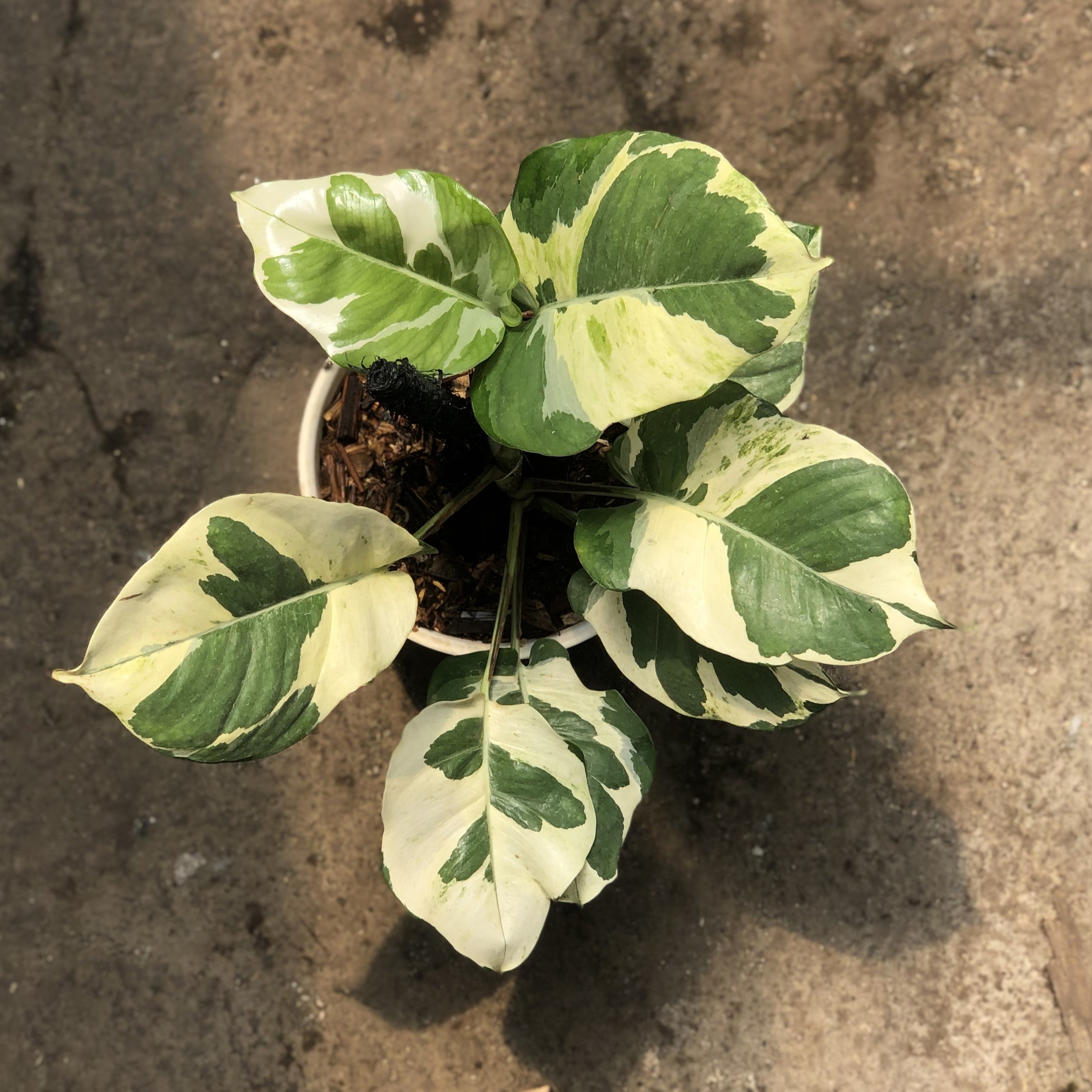 njoy pothos plant Epipremnum aureum 'Njoy Pothos'