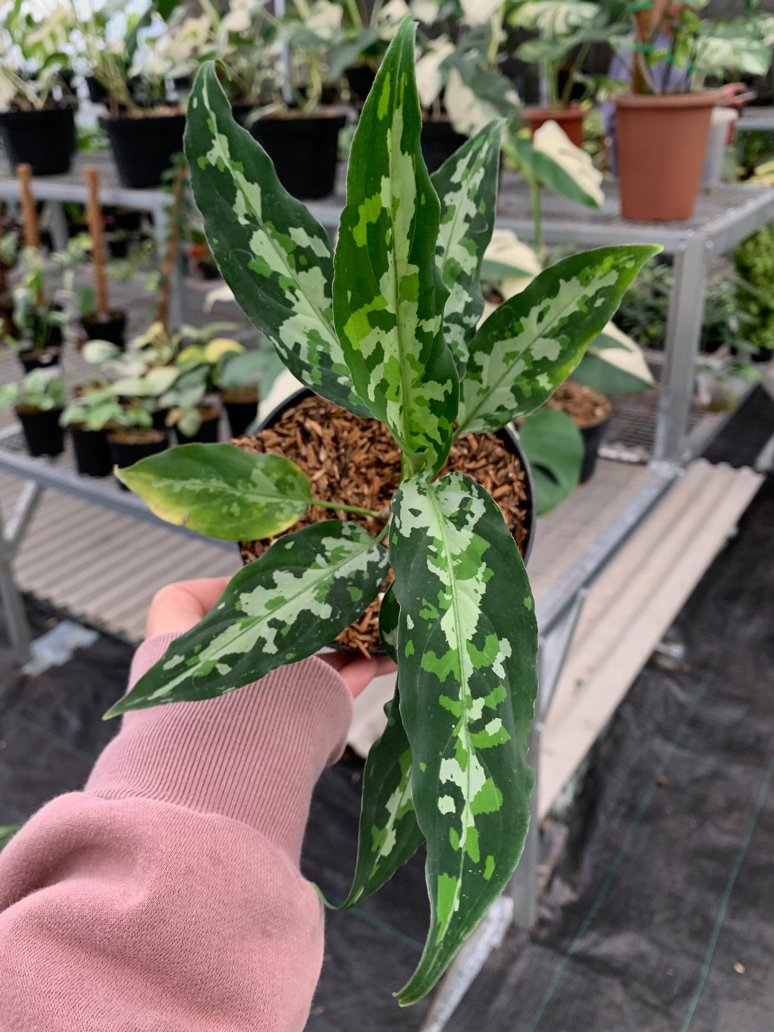 aglaonema narrow Aglaonema Pictum Narrow