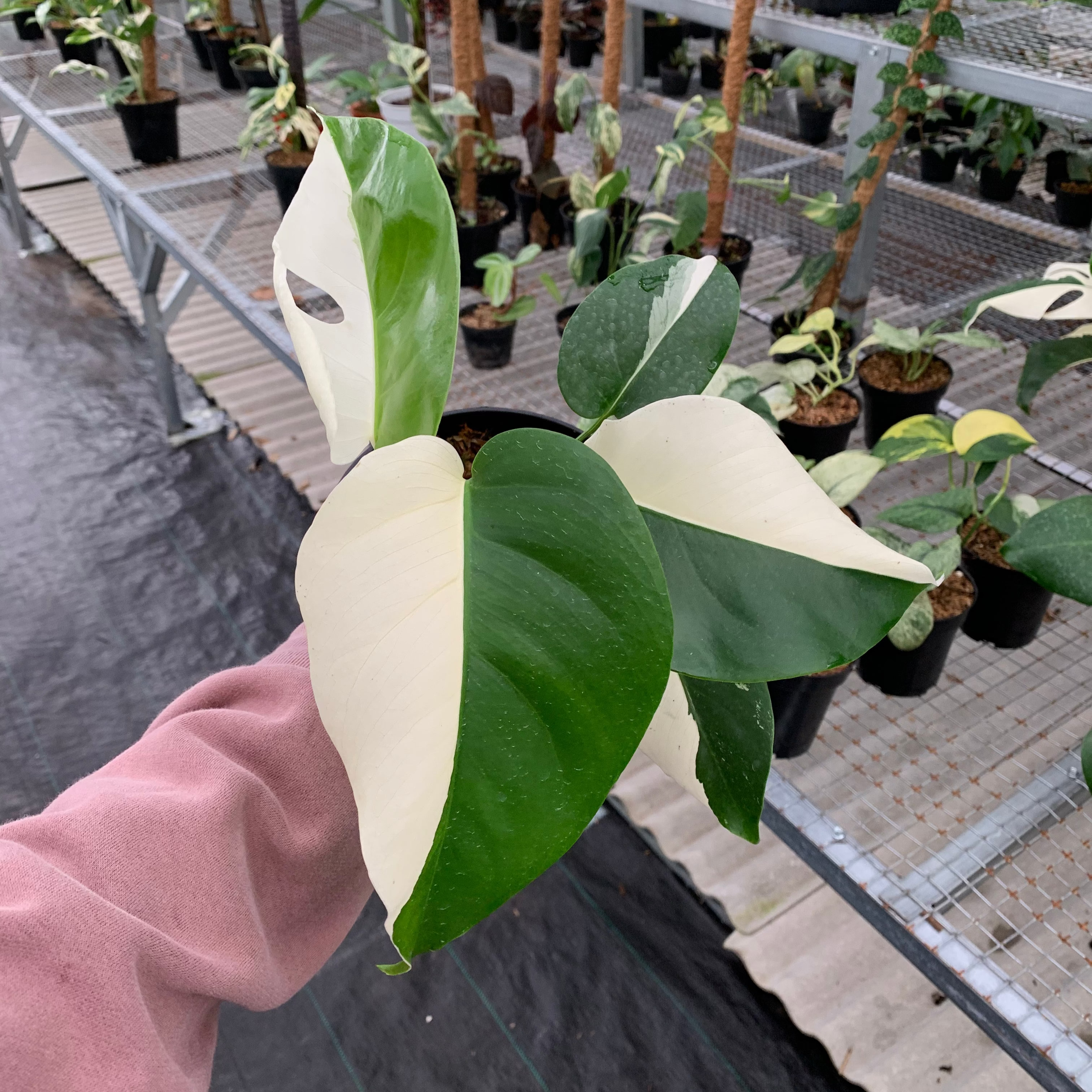 half moon monstera Monstera Variegated Halfmoon