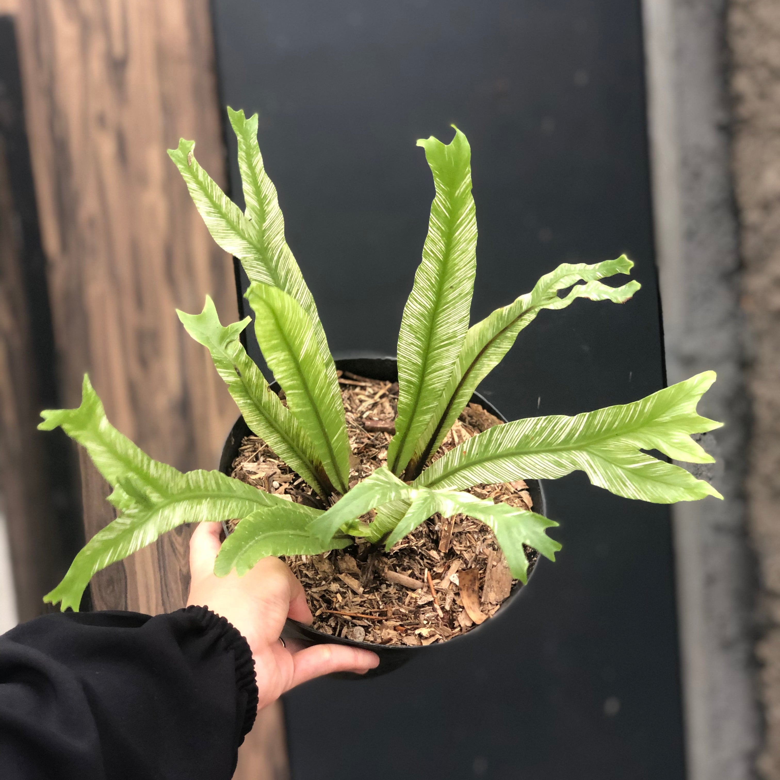 variegated birds nest fern Asplenium nidus 'Bird's-nest Fern Variegated'