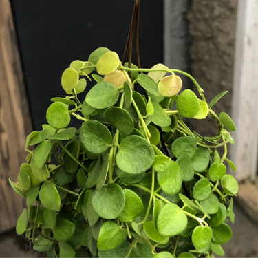 Hoya Sp Papua "IM-08"