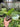 Platycerium Elephantotis