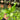 Platycerium Bifurcatum White Spore