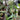 Platycerium Bifurcatum White Spore Big