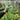 Platycerium Willinckii Sawangensis Big
