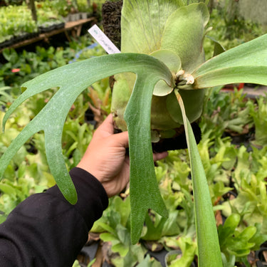 Platycerium Willinckii Sawangensis Big