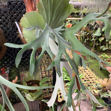Platycerium White Gimos Big