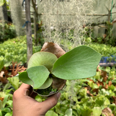 Platycerium Hillii Panama