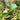 Platycerium Hillii Panama