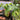 Platycerium Hillii Panama Big