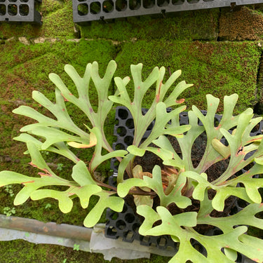 Platycerium Ridleyi Medium