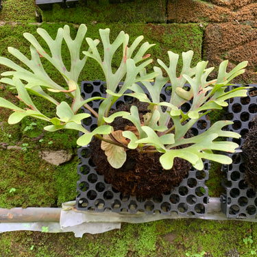 Platycerium Ridleyi Medium