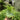 Platycerium Wandae