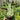Platycerium Wandae Medium