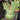 Platycerium Wandae Big