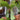 Platycerium Elephantotis Big