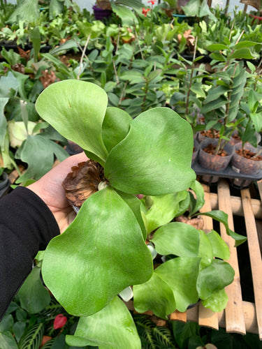Platycerium Nai