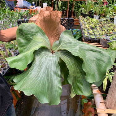 Platycerium Nai Mature