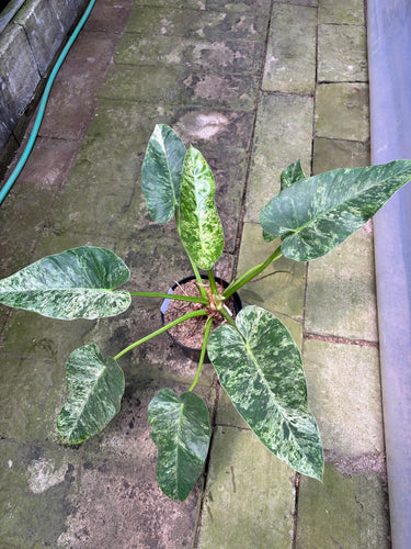 PS0902 Philodendron Giganteum Marble