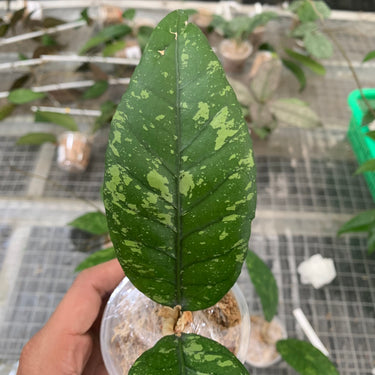 Hoya Aceh Kemiri Splash