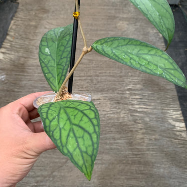 Hoya Sp Waymaja Splash
