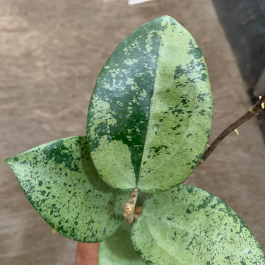 Hoya parasitica silver hearth