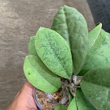 Hoya Forbesii silver Big