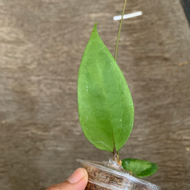 Hoya Glabra Inner Variegated