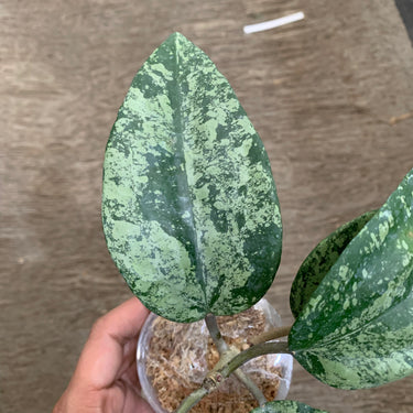 Hoya MRH medium