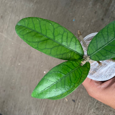 Hoya Sp Aceh Gayo Lues
