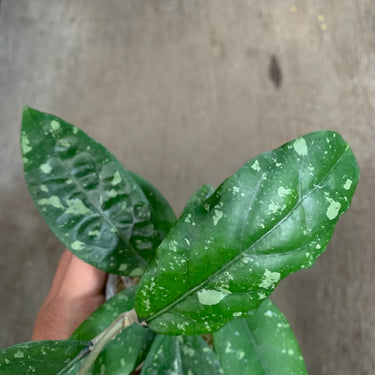 Hoya Sp Aceh Air Suri