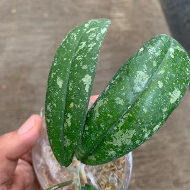 Hoya Sp New North Sumatra Splash