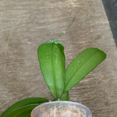 Hoya Sp New North Sumatra Splash