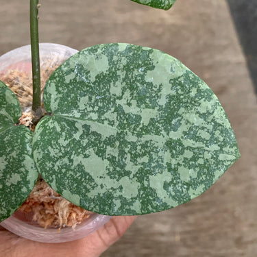 Hoya Cinnamomifolia x Imbricata