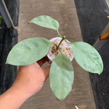 Hoya Coriacea Silver