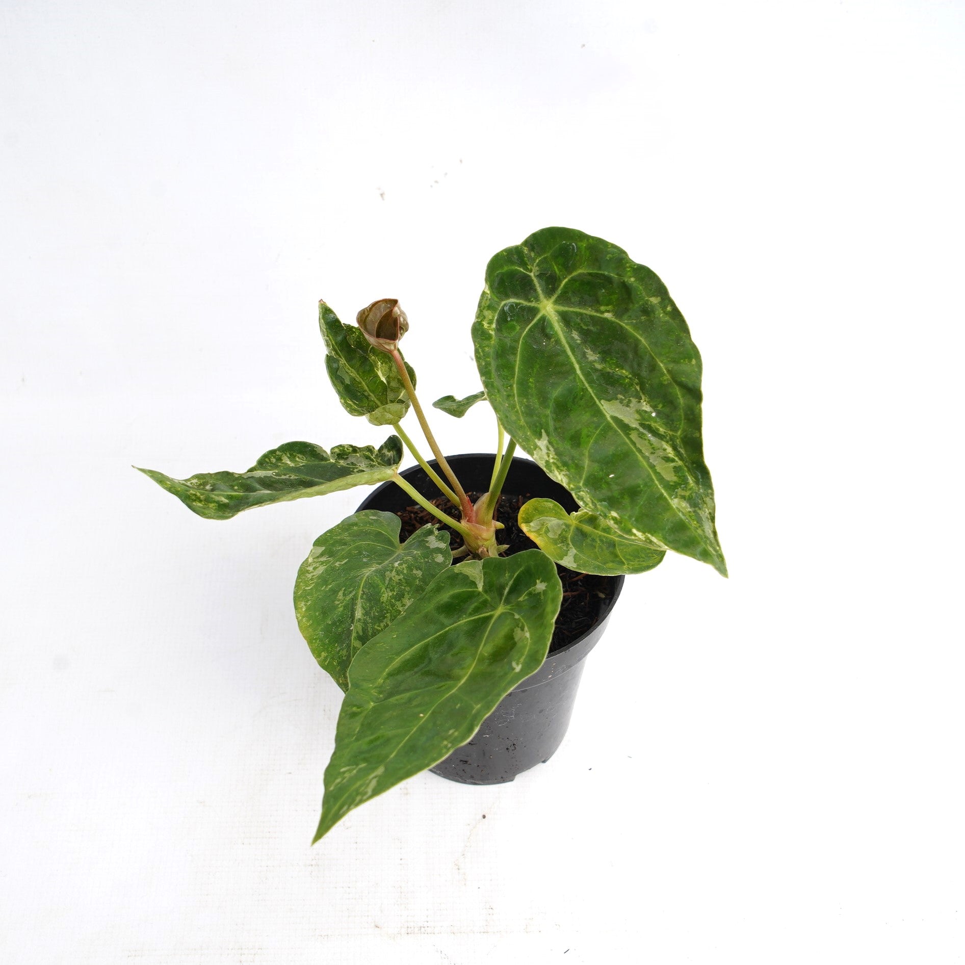 anthurium forgetii ebay Anthurium 'Forgetii' variegated (wk9-UV)
