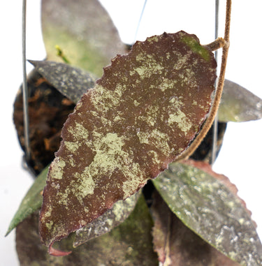 Hoya Caudata Hook