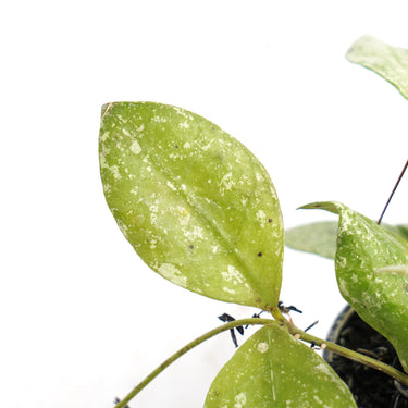 Hoya Waliniana Mentawai