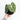 Anthurium Queen Clarinervium (Fresh Import) - Plantstop.us
