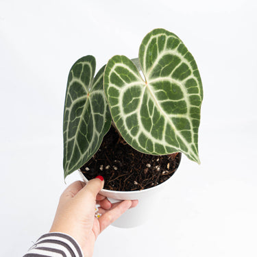 Anthurium Queen Clarinervium (Fresh Import) - Plantstop.us