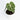 Anthurium Queen Clarinervium (Fresh Import) - Plantstop.us