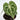 Anthurium Queen Clarinervium (Fresh Import) - Plantstop.us