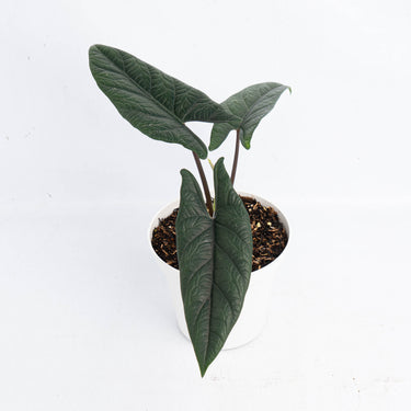 Alocasia Scalfrum (Fresh Import) - Plantstop.us