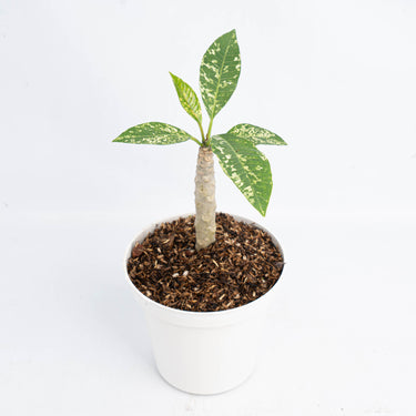 Plumeria Rubra 'Maya' Variegated (Fresh Import) - Plantstop.us