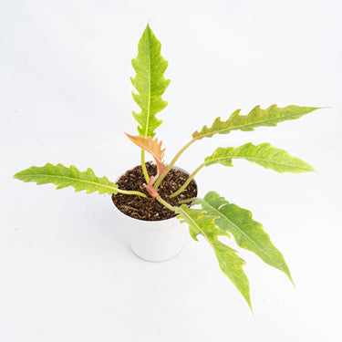 Philodendron Ring of Fire x Golden Saw (Fresh Import) - Plantstop.us