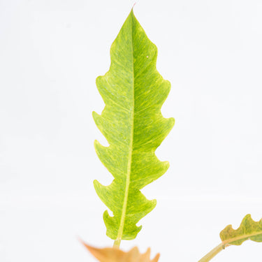 Philodendron Ring of Fire x Golden Saw (Fresh Import) - Plantstop.us
