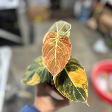 Melanochrysum_Orange_Variegated_-_Bonfire